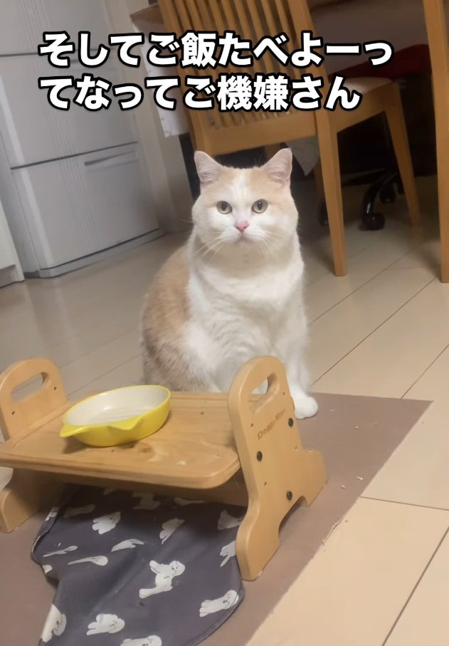 飼い主さんを見つめるぽっぷちゃん