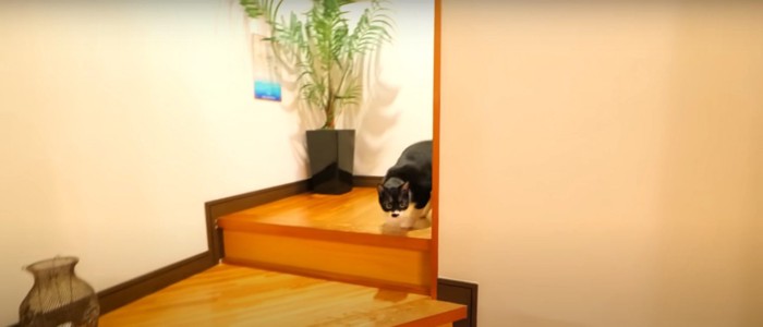挨拶をする猫