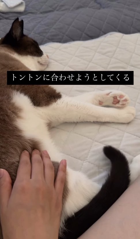 横たわっている猫とお尻に指先を沈ませている飼い主の手(尻尾下がっている)