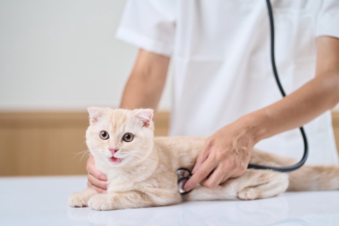 猫に聴診器をあてる獣医師