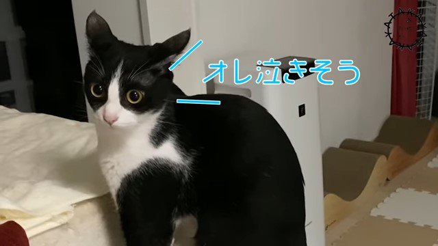 イカ耳の猫