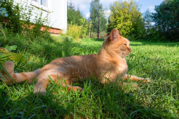 家の庭でくつろぐ猫