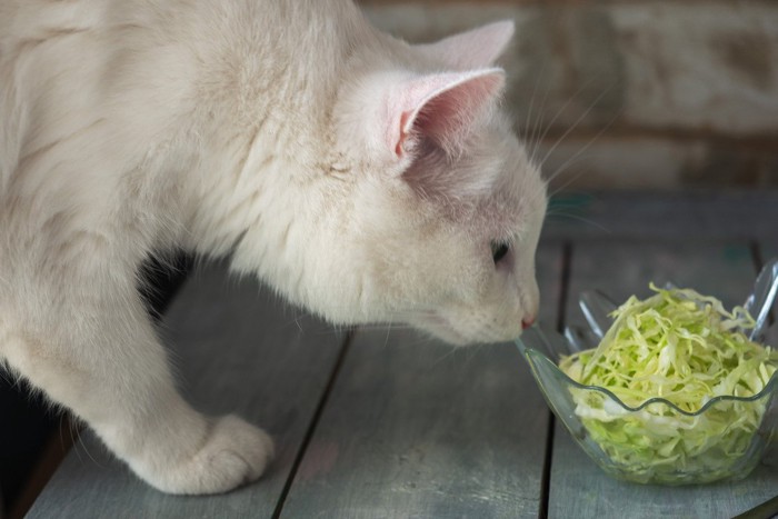 千切りキャベツと猫