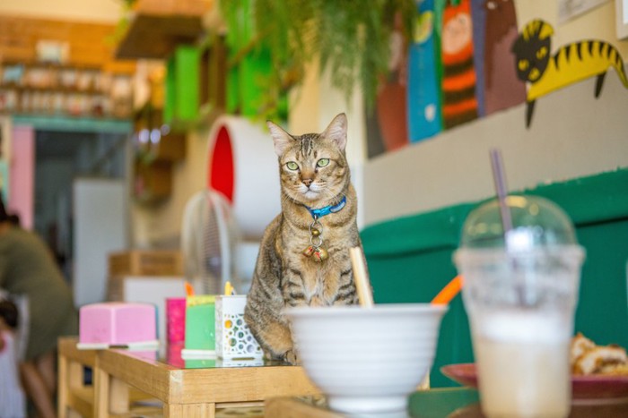 カフェのテーブルの上に座る猫