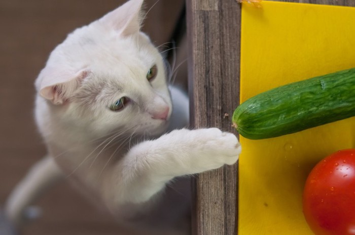 きゅうりに警戒する猫