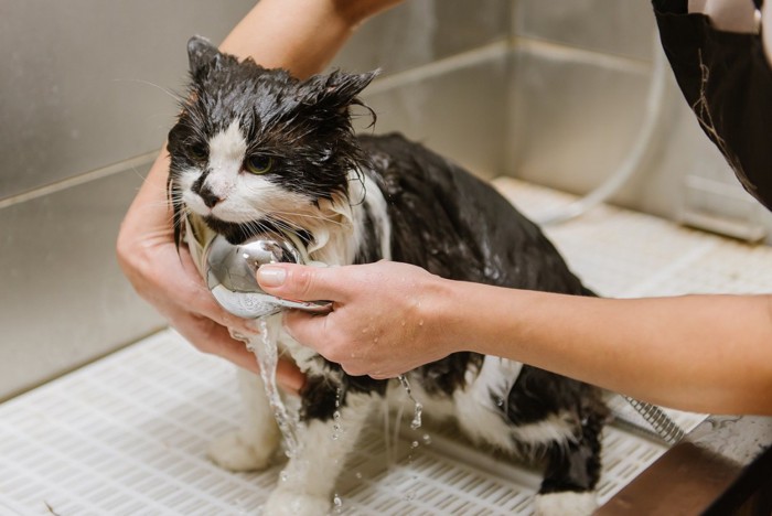 シャワーされる猫