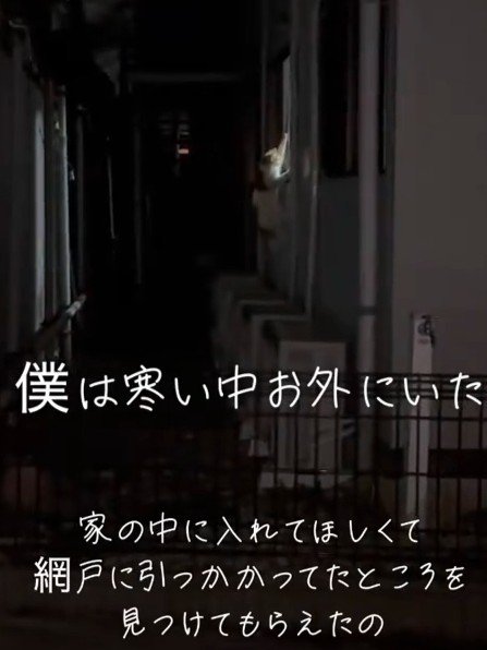 網戸に爪が引っかかった猫