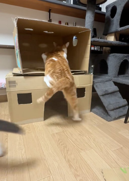 うまくいかない猫