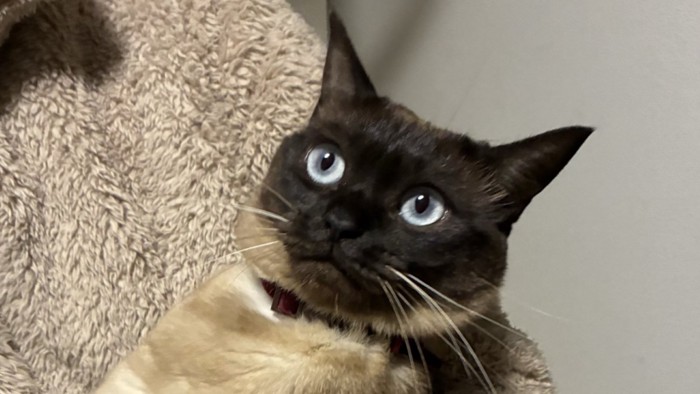 空虚な表情を浮かべる猫