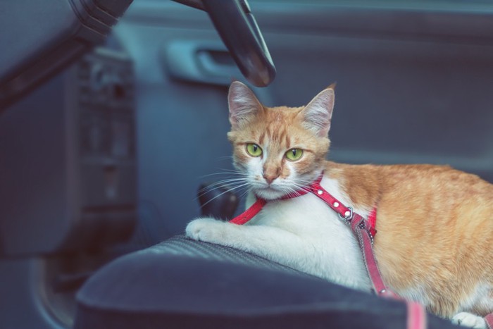 車の中でリードつけてしゃがんでいる猫