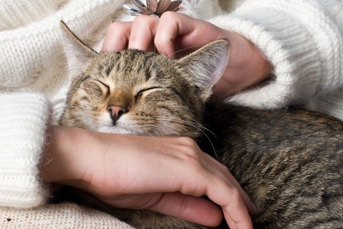 気持ちよさそうに撫でられる猫