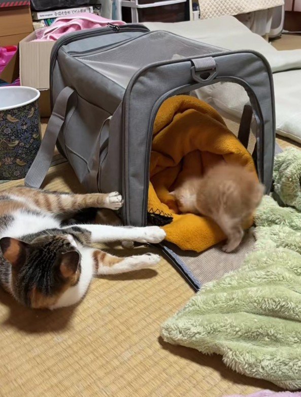キャリーバッグに向かう子猫