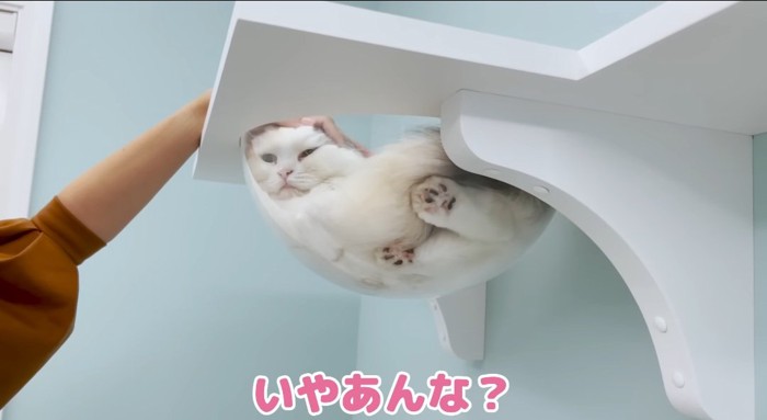 撫でられる猫