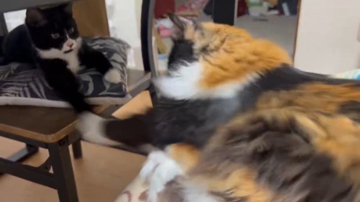 猫パンチする三毛猫