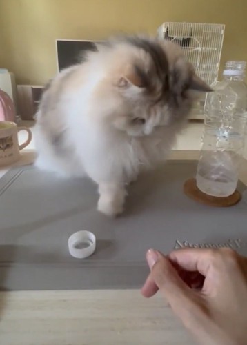 ペットボトルの蓋でラリーを続ける猫