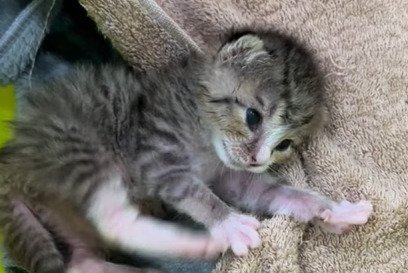 横になる子猫