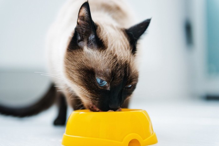 ご飯を食べているシャム猫