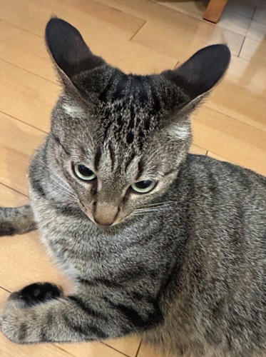 イカ耳の猫