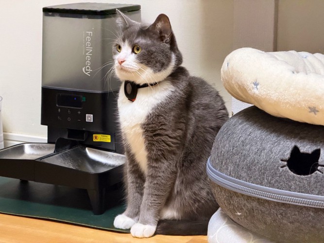 ご飯待ちで座り込む猫