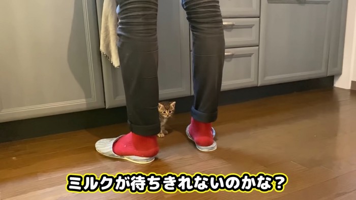 人の足の間から見ている子猫