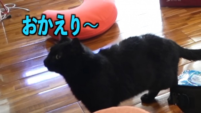 部屋に戻った飼い主さんをお出迎えする黒ちゃん