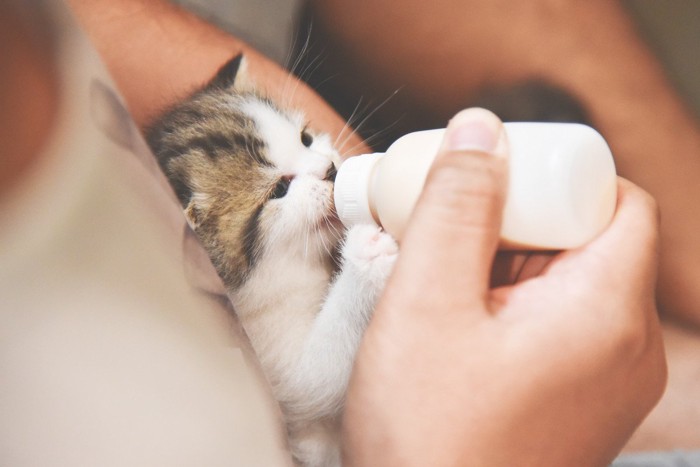 夢中でミルクを飲む子猫