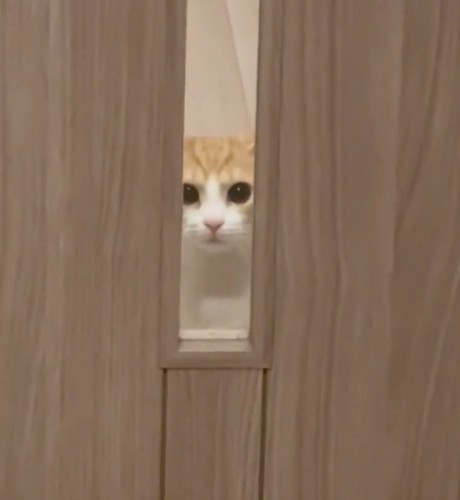 目を離さない猫