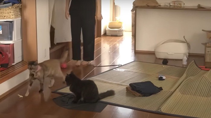 散らかった部屋と2匹の猫