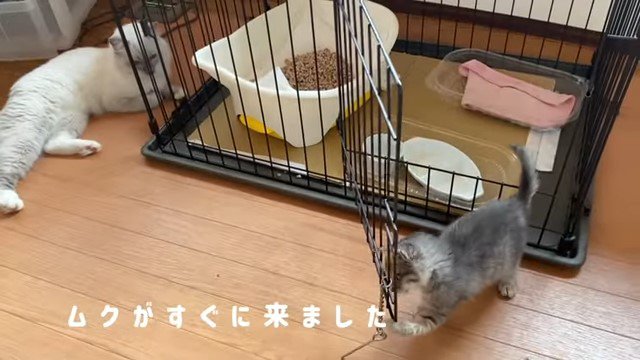 ケージから出てくる子猫と近くの猫