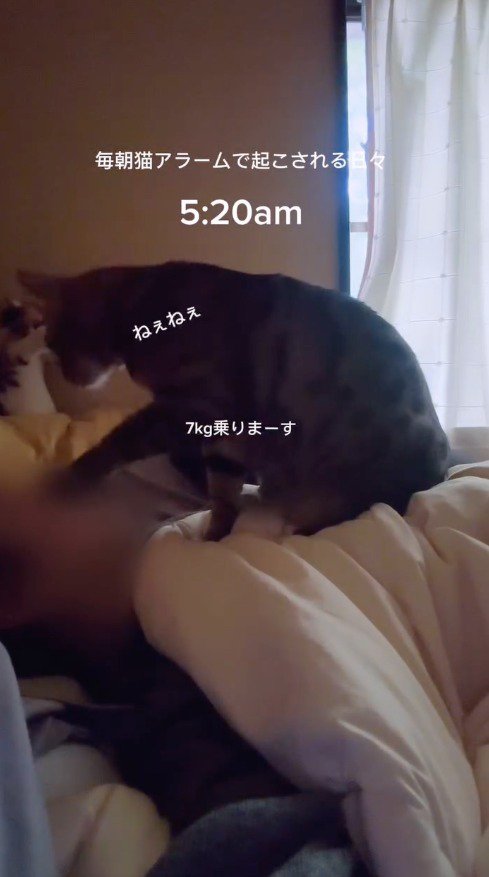 眠っている飼い主を前足で叩く猫