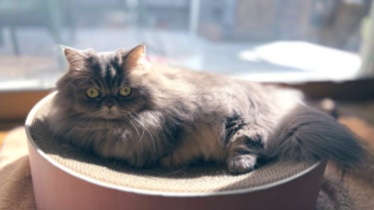 窓際にいる猫