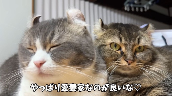 アメリカンカールの猫2匹