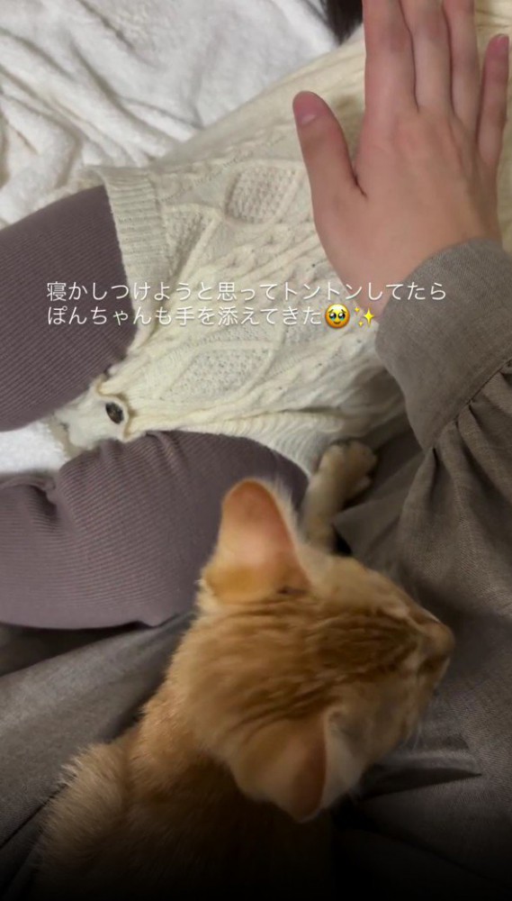 赤ちゃんを寝かしつける子猫