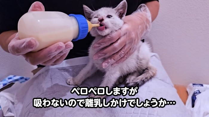 ミルクを飲む子猫