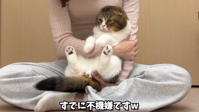 抱っこされる猫