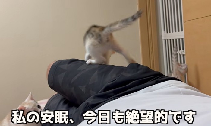 足の上に乗る子猫（私の安眠、今日も絶望的です）