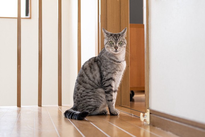 離れた場所に座る猫