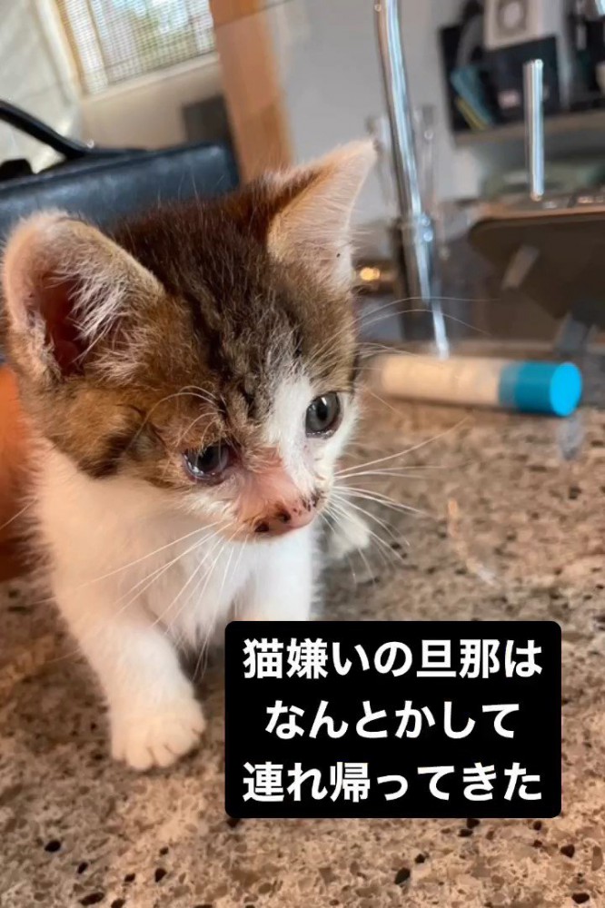 涙目の子猫