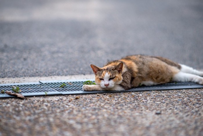 手の上に顔を乗せる猫