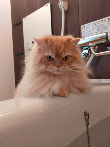 怪訝そうな表情で飼い主を見つめる猫