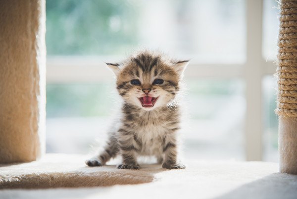 朝と子猫