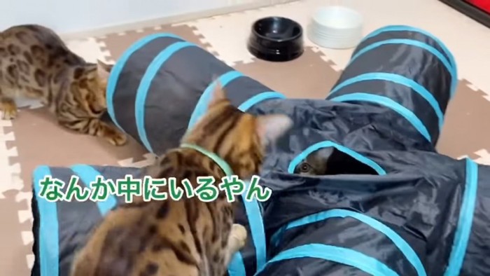 トンネルの上にいる猫と横からのぞく猫