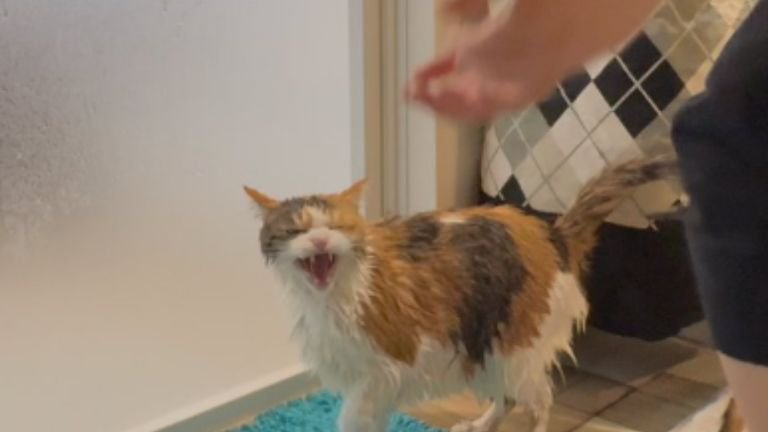 濡れている猫