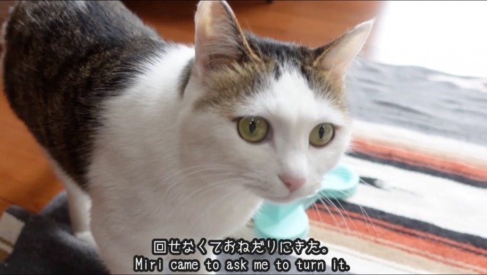 飼い主を見上げるキジ白猫