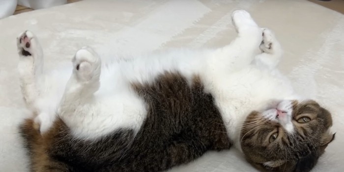 へそ天の猫