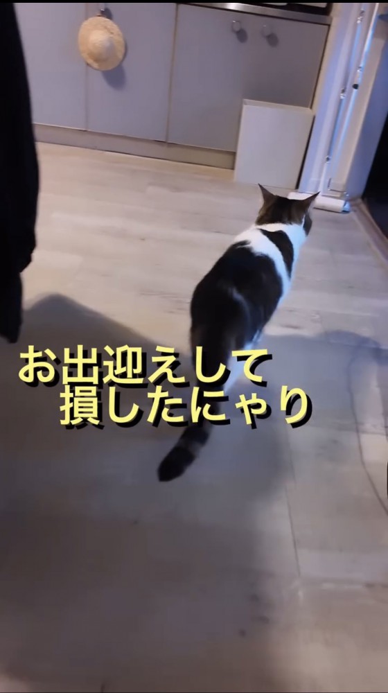 立ち去る猫