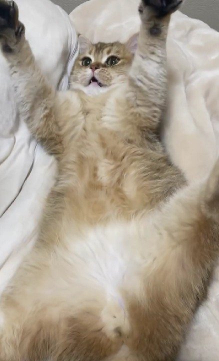 バンザイする猫