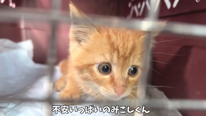 不安そうな顔の子猫