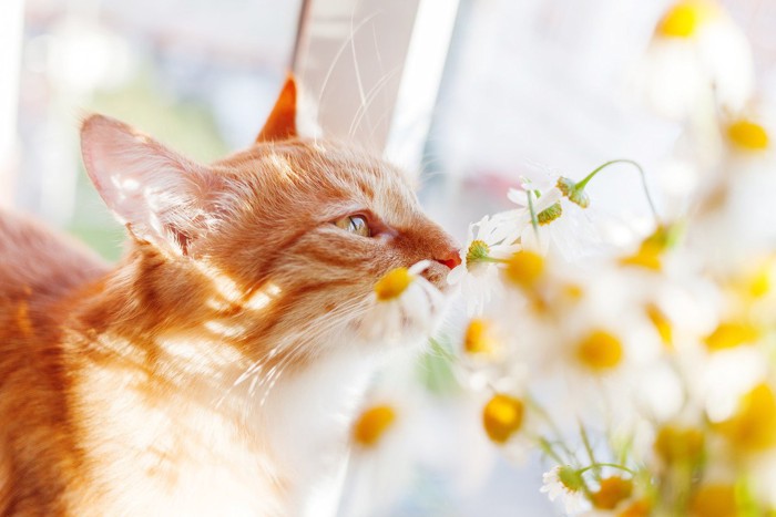 カモミールの匂いを嗅ぐ猫