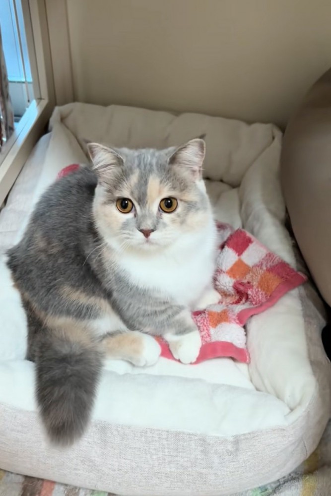 キョトンとする子猫